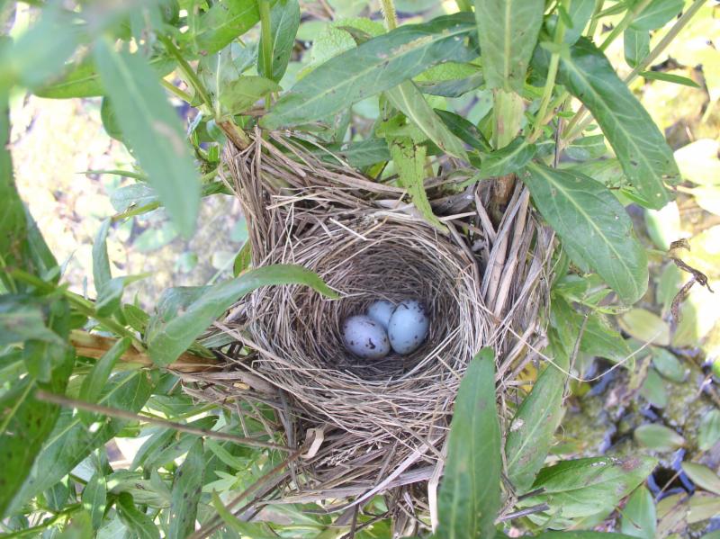 Bird Nest at W.W. Knight