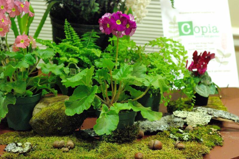 Copia display closeup