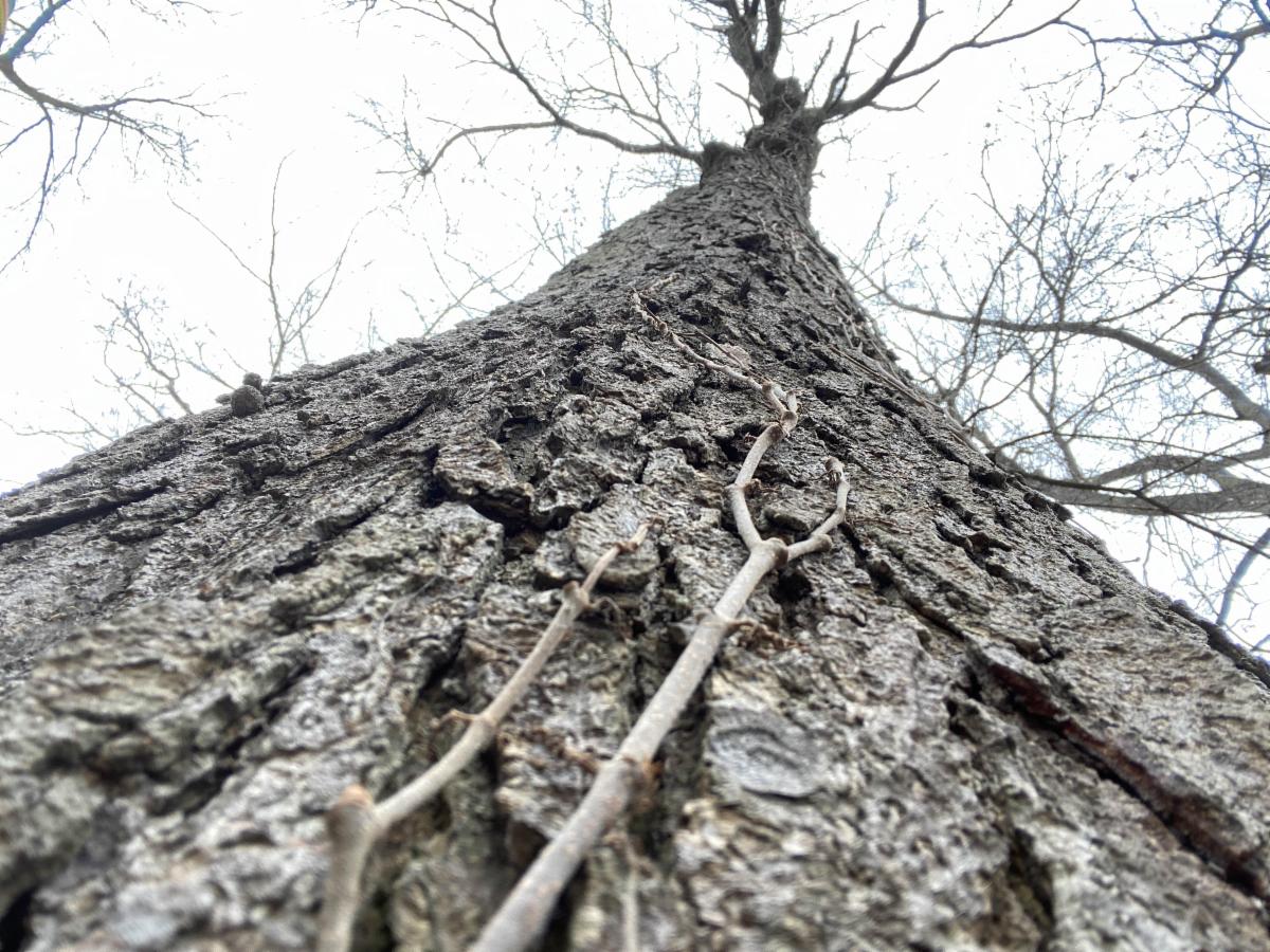 2021-02-18 _Thurs_ Samantha Dibiaso - IMG_2278 - Dave Delaney.jpg