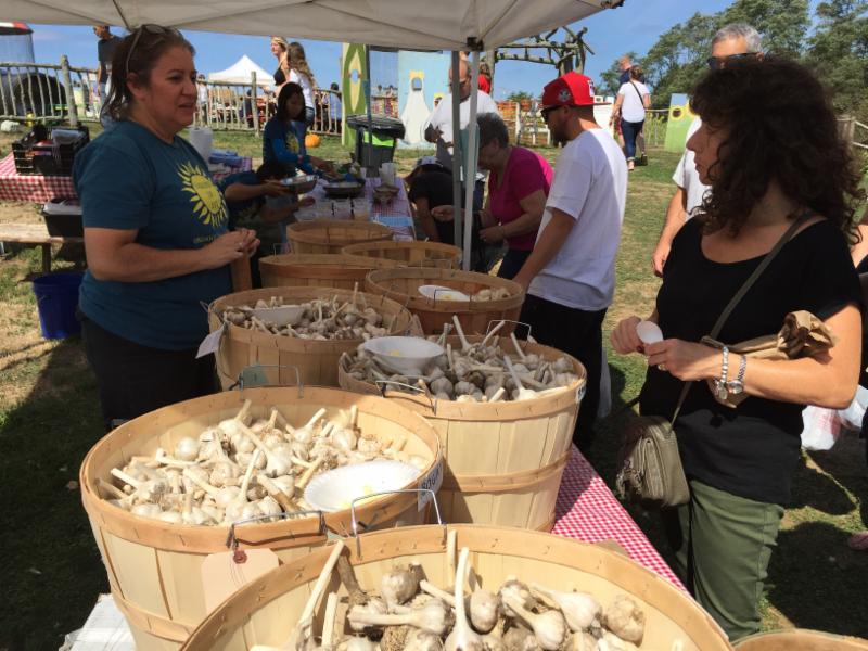 Garlic Festival Long Island 2025 Kalie Marilin