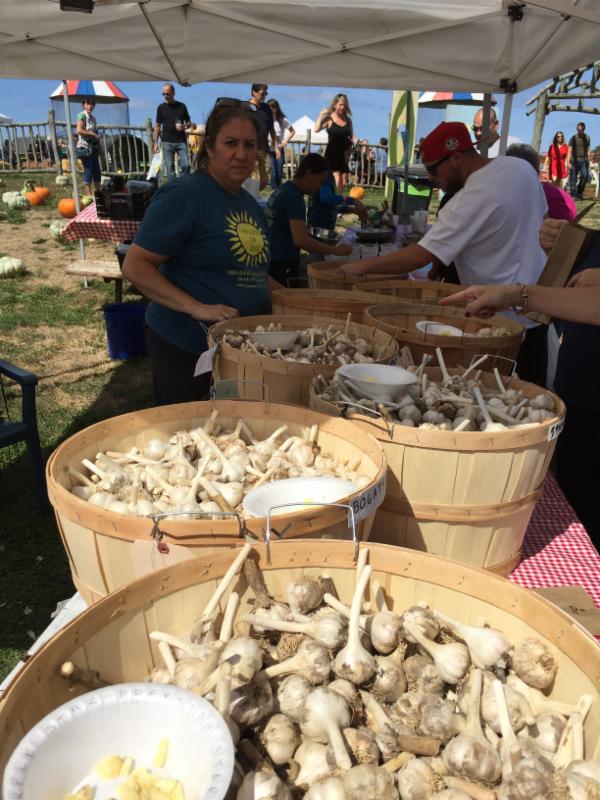 Garlic Festival Long Island 2025 Kalie Marilin