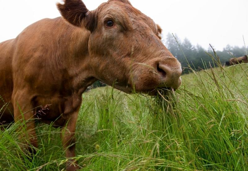 grassfed cow
