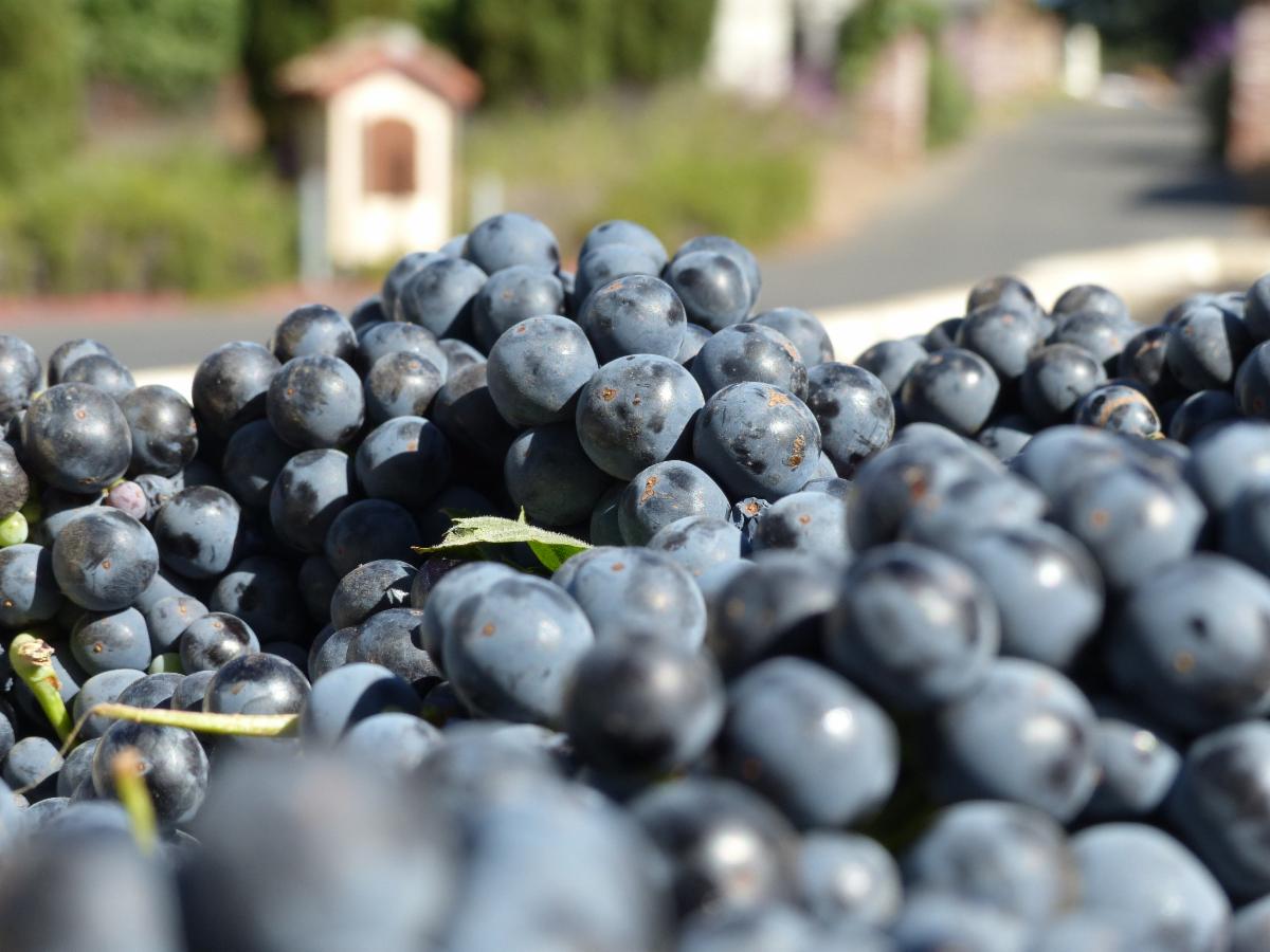 Soquel Vineyards Harvest Celebration