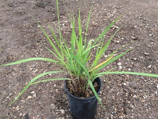 Indian Steel Indian Grass