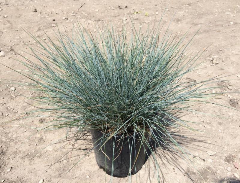 Elijah Blue Fescue