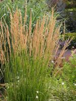 Feather Reed Grass