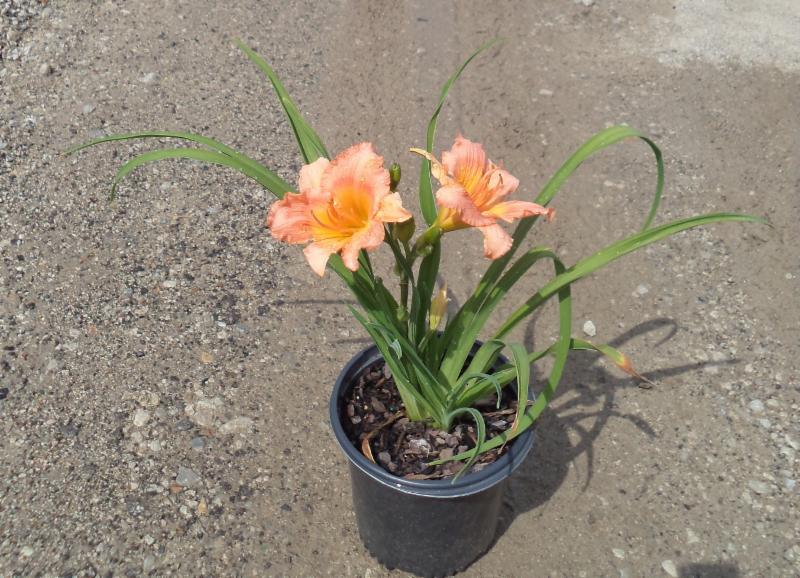 Siloam Little Girl Hemerocallis