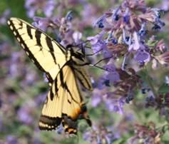 Butterfly and Nepeta
