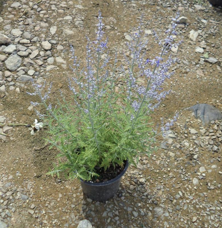 Lacey Blue Perovskia