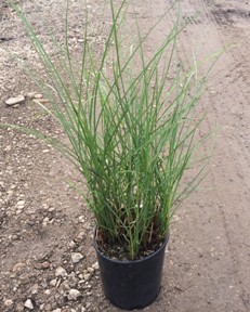 Maiden Grass
