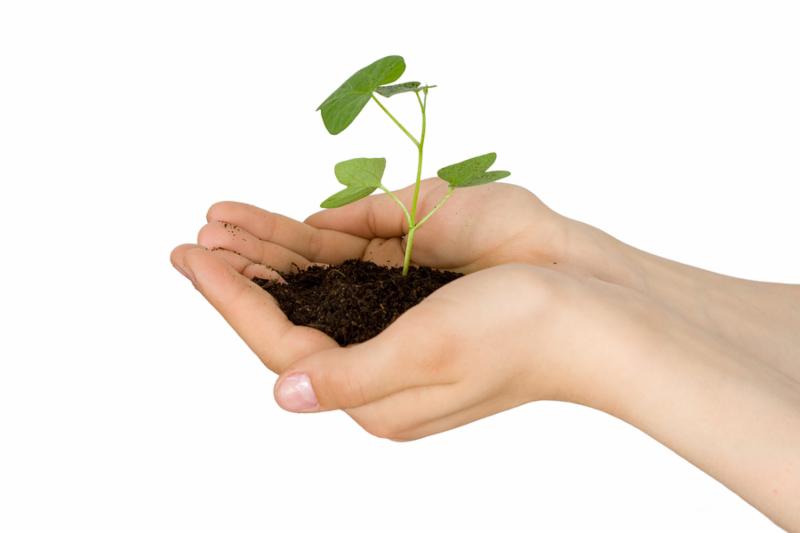 Plant in a hand of the child on an isolated background