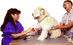 dog-grooming-sm.jpg
