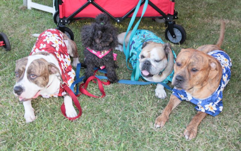 West Oahu Pet Walk 2019