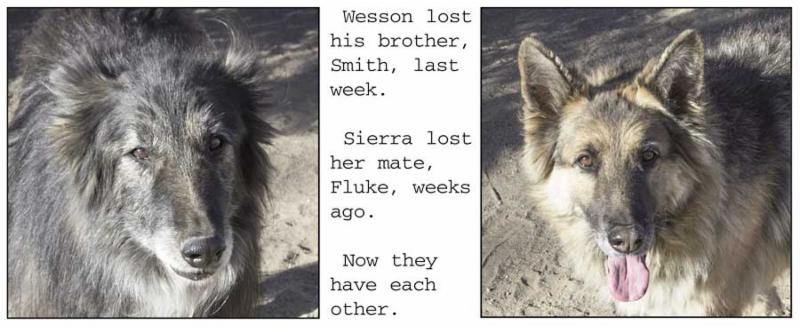 For the love of animals