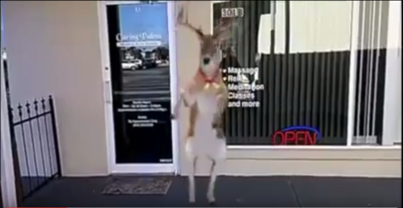 Holiday Video
