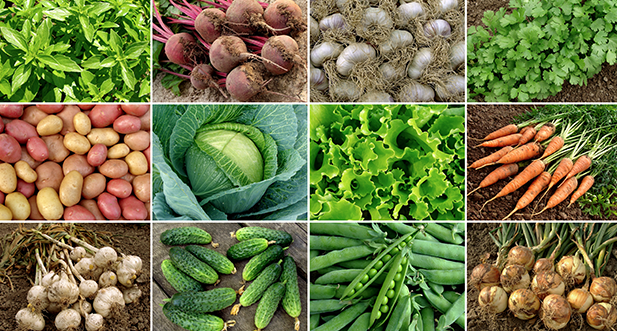 Fresh Vegetables
