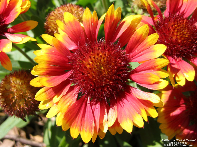 blanketflower