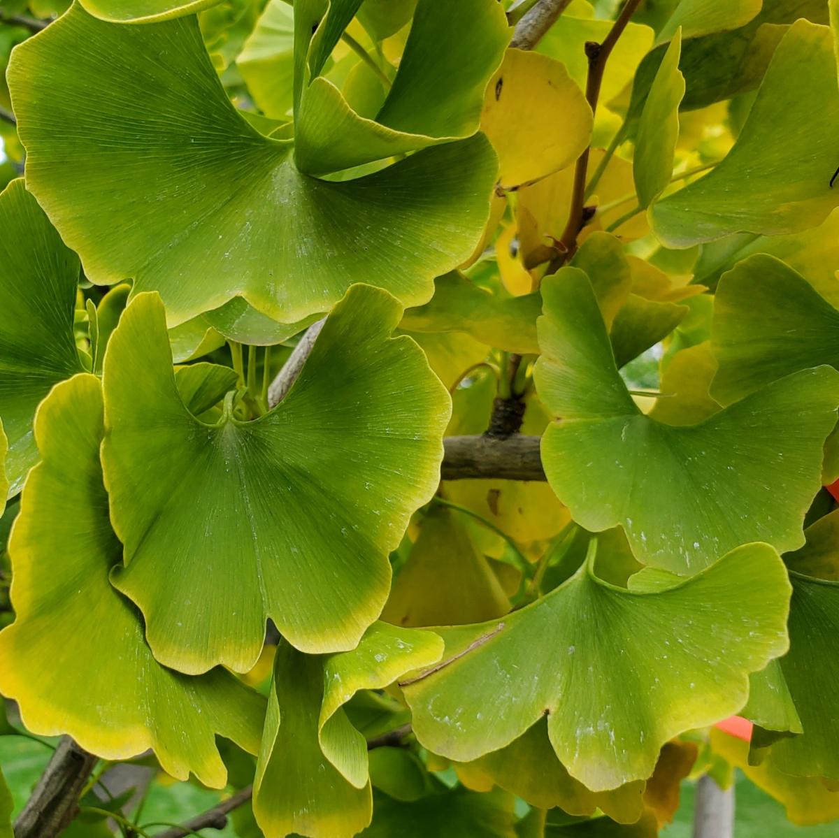 Yakima Area Arboretum's Spring Plant Sale