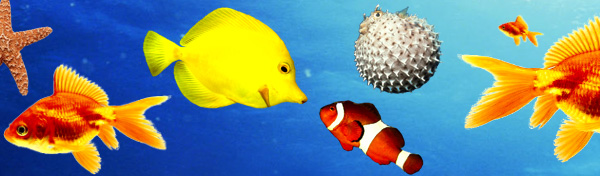 colorful-fish.jpg