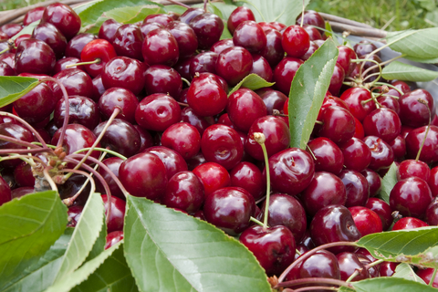 Thank you for your download Crediting authors is rewarding Please use the following credit line in your project: ID 10377411 © Francis51 | Dreamstime.com photo of ripe cherries. Thank you for your download Crediting authors is rewarding Please use the following credit line in your project: ID 10377411 © Francis51 | Dreamstime.com