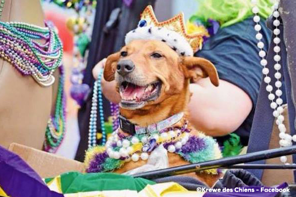 Mardi_Gras-600x400px__0011_Krewe des Chiens - Facebook copy 2