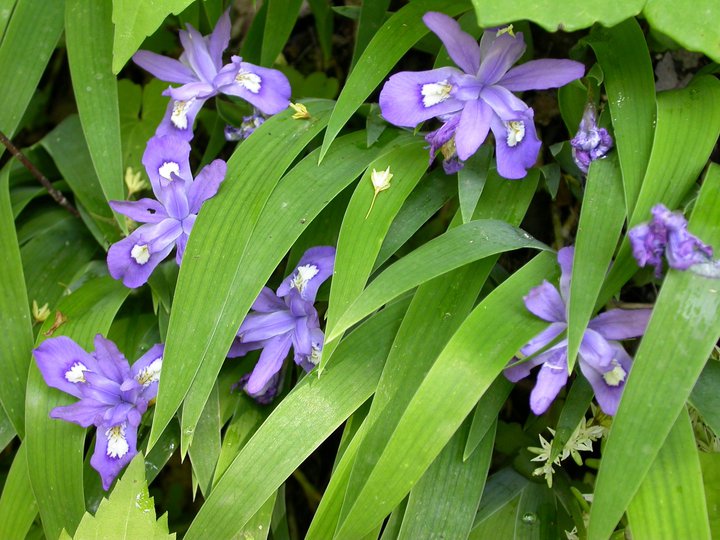 crested dwarf iris liz domingue