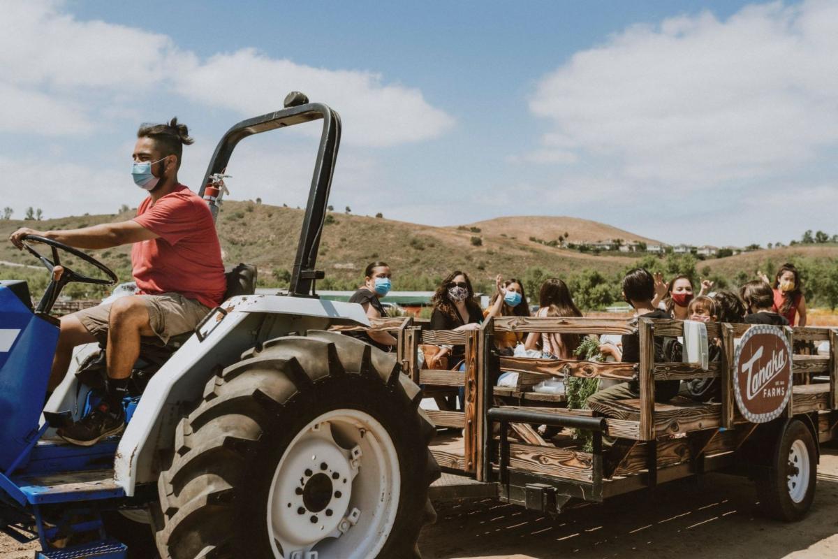 U Pick Around The Farm Tanaka Farms Saturday July 11th U Pick Around The Farm Tanaka Farms Saturday July 11th