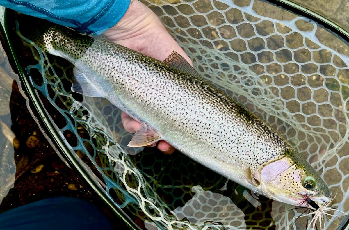 Happy Hour at Orvis Lake Oswego FLY FISHING FOR SEA RUN CUTTHROAT