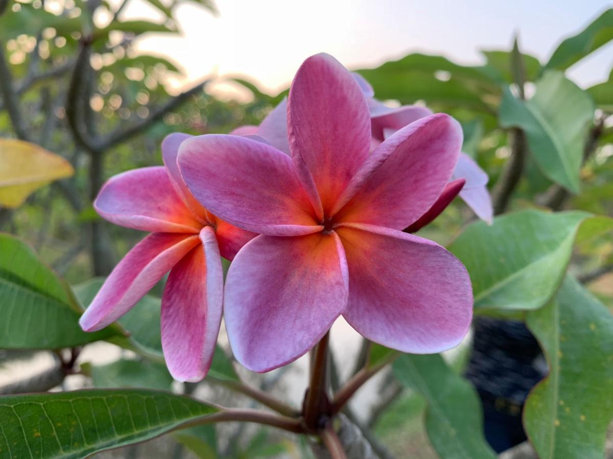 New Seeds listed at Brad's Buds and Blooms!