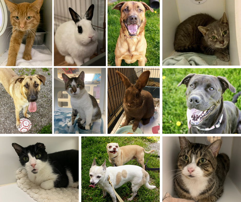 Meet some of our longestterm adoptable animals