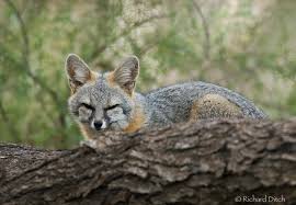fox in tree 2.jpg