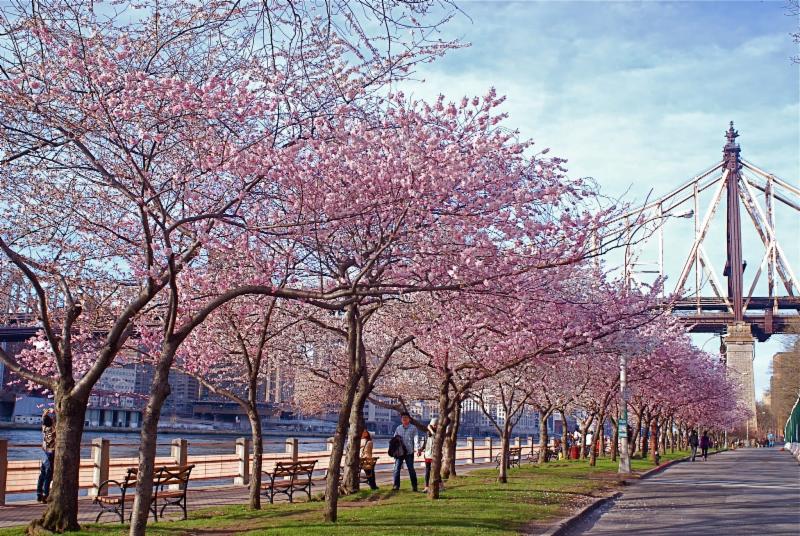 Image result for roosevelt island cherry trees