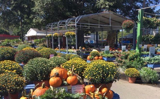 Mooresville Fall Garden Tour