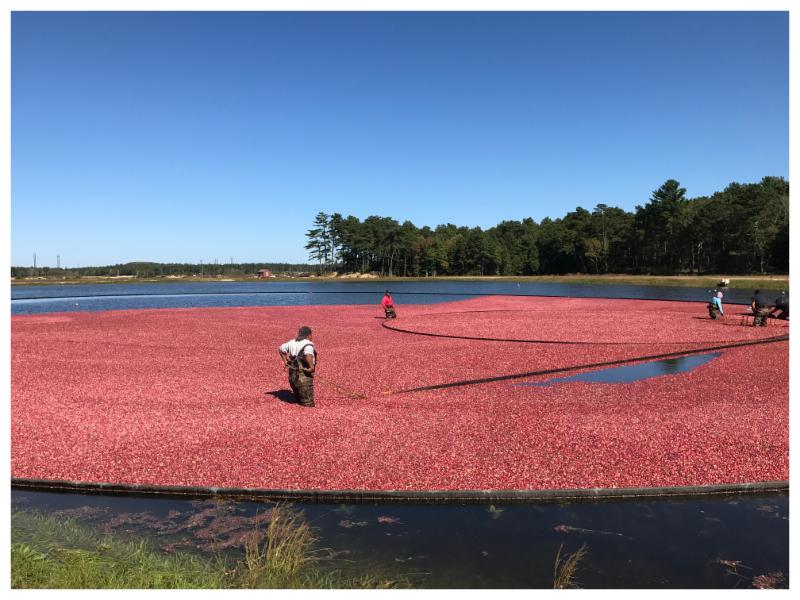 Cranberry Harvest Bog Tours