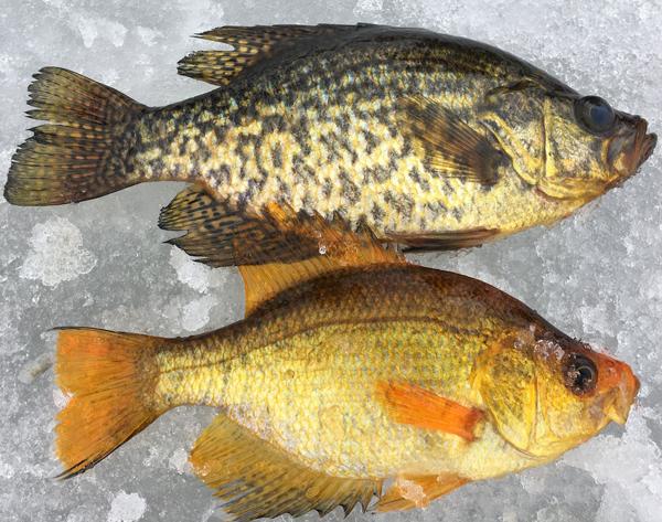Orange crappie Clearance