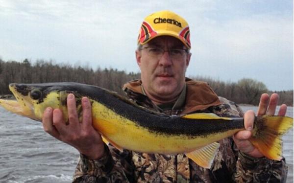 walleye colored walleyes greenback weirdest fishing crazy caught ever river jig target hole musky ice spear yellow dead eye gunmetal