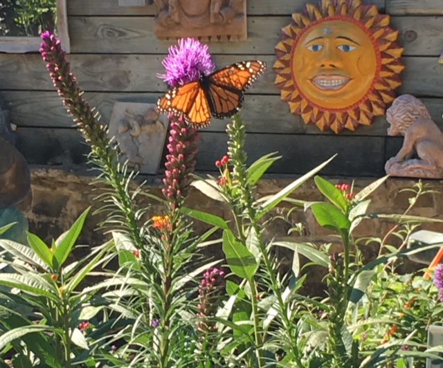 Gardening for Butterflies & Bees 5/04/2019 40