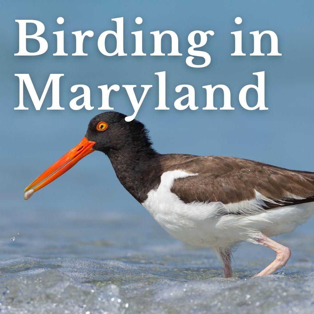 Birding in Maryland