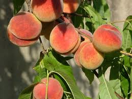 Peaches