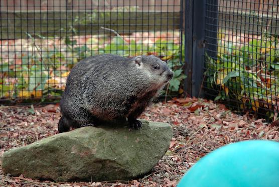 Groundhog Fun Day