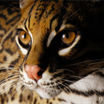 Cleveland Museum of Natural History - Rare: Portraits of America's Endangered Species