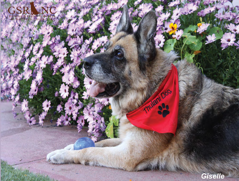 german shepherd rescue california german shepherd rescue of northern california 2016 calendar german shepherd rescue california german shepherd rescue of northern california 2016 calendar