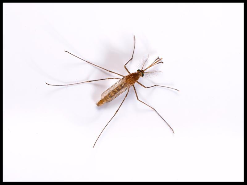 Zika Virus Mosquito 