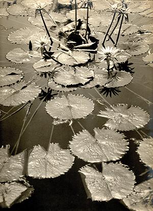 Pond Fantasy by Asahachi Kono