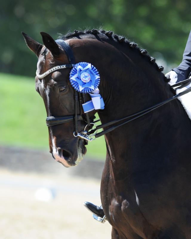 CerroHeadRibbon
