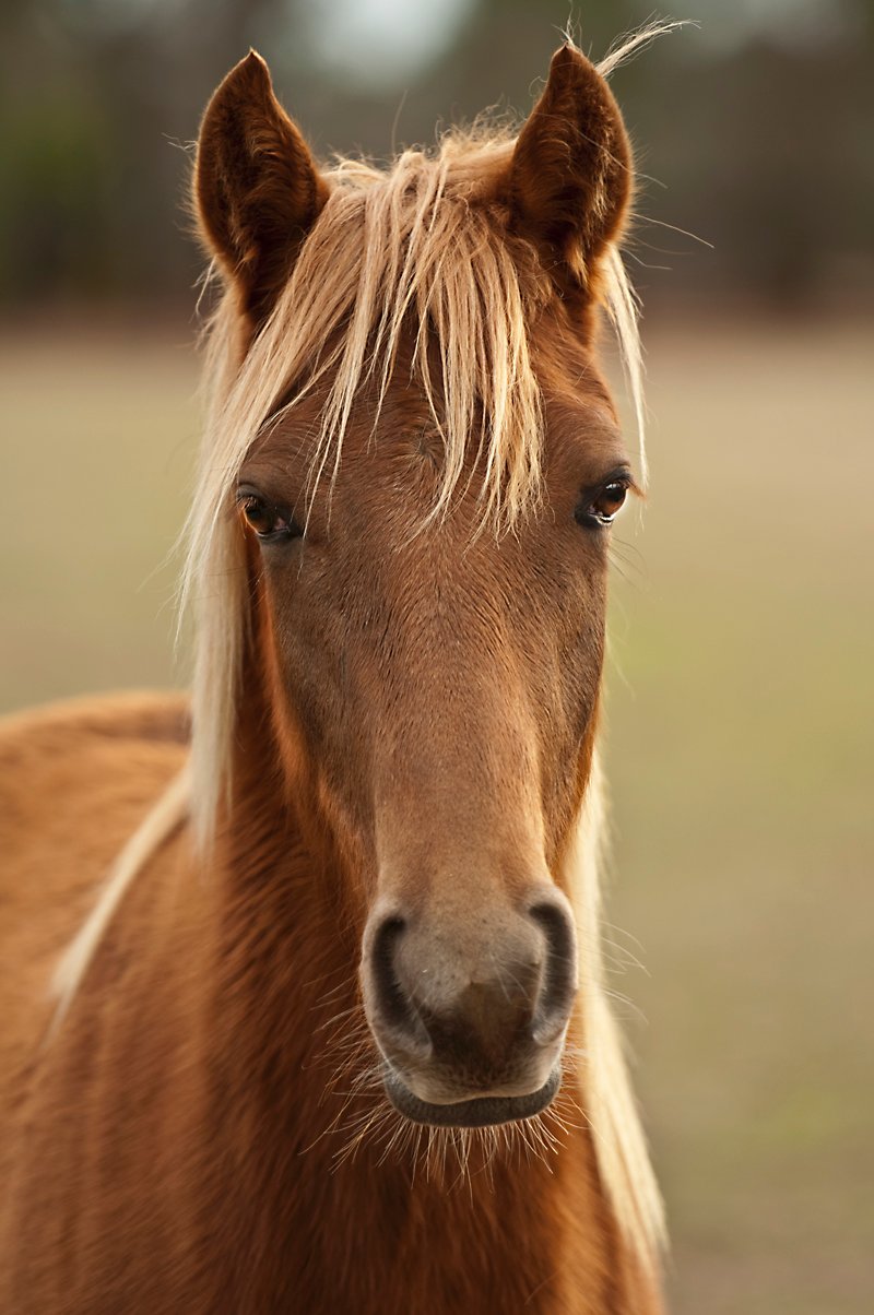 ms horse 1
