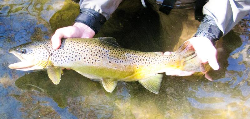 Davidson River 