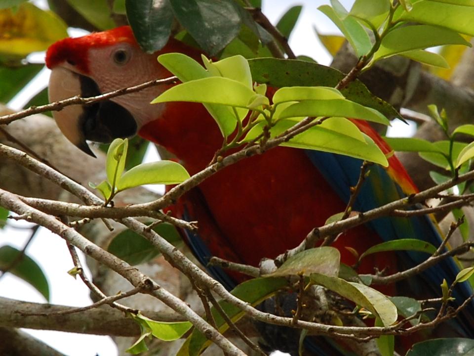 Parrot - Brazil projects.jpg