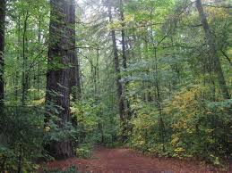 NZ Permanent Forests.jpg