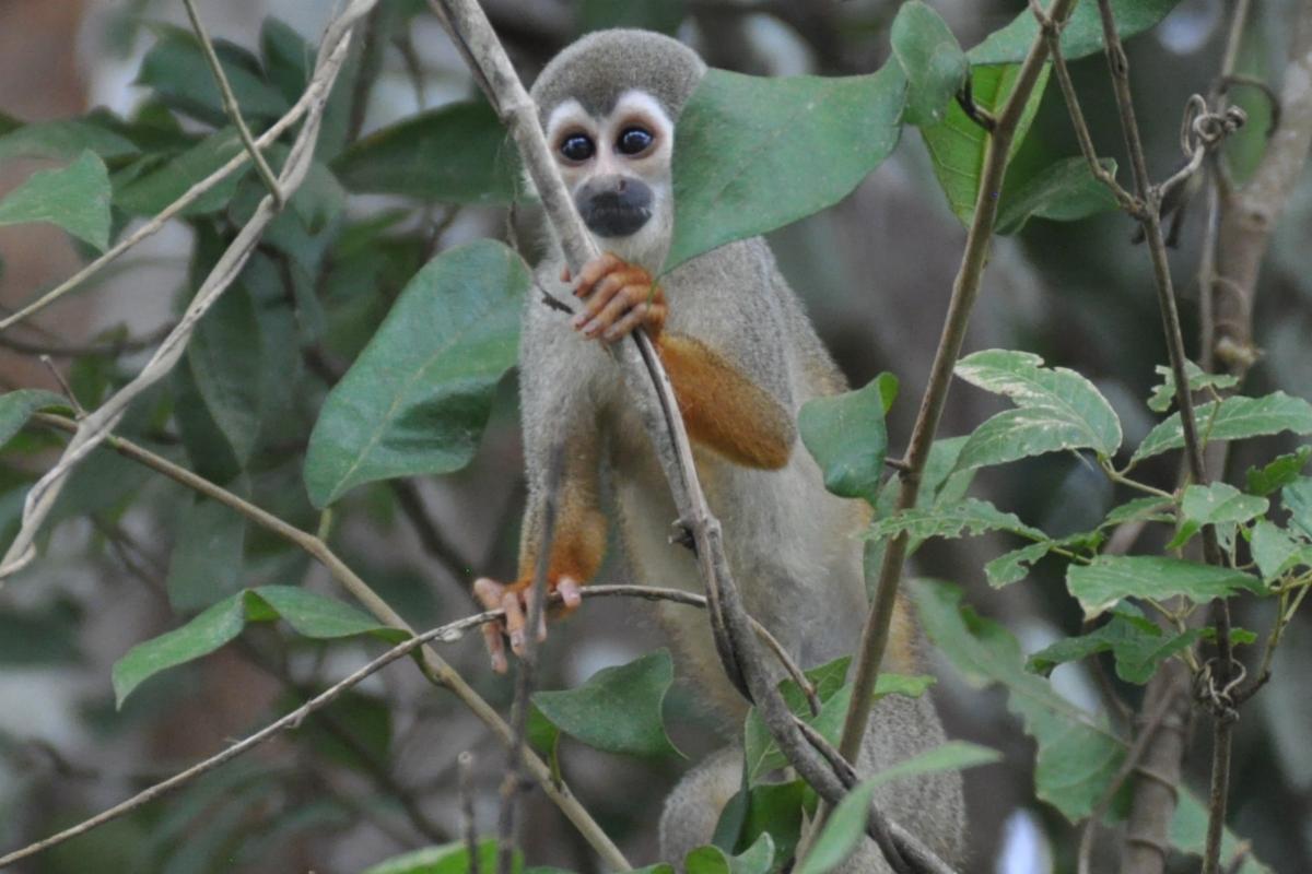 Brazil - monkey 2018.JPG